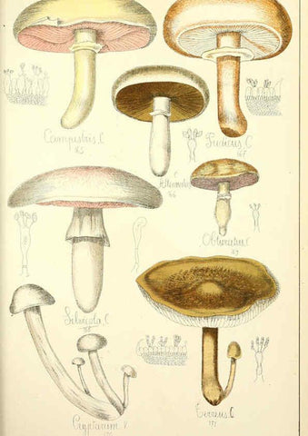 Reproducción/Reproduction 5975233544: Histoire naturelle des champignons comestibles et vénéneux Paris :C. Delagrave,1883