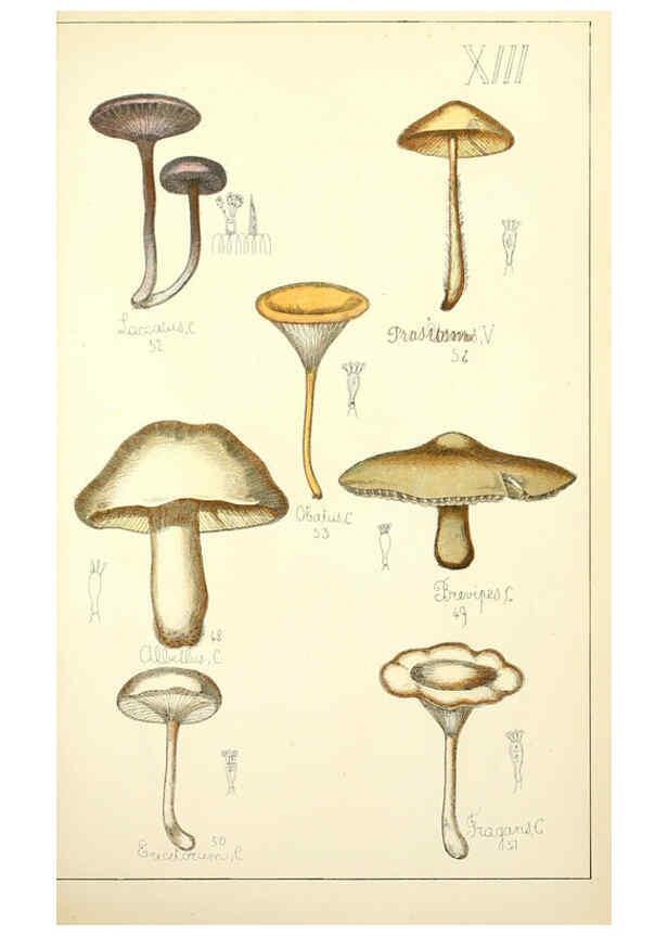 Reproducción/Reproduction 5975225466: Histoire naturelle des champignons comestibles et vénéneux Paris :C. Delagrave,1883