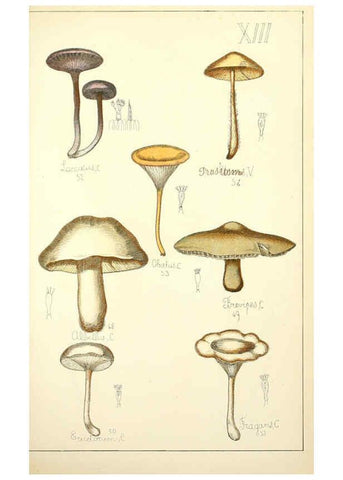 Reproducción/Reproduction 5975225466: Histoire naturelle des champignons comestibles et vénéneux Paris :C. Delagrave,1883