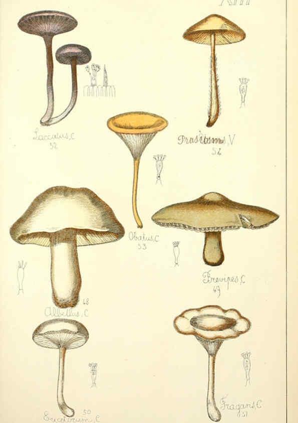 Reproducción/Reproduction 5975225466: Histoire naturelle des champignons comestibles et vénéneux Paris :C. Delagrave,1883