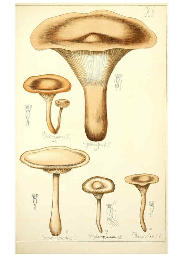 Reproducción/Reproduction 5974664175: Histoire naturelle des champignons comestibles et vénéneux Paris :C. Delagrave,1883