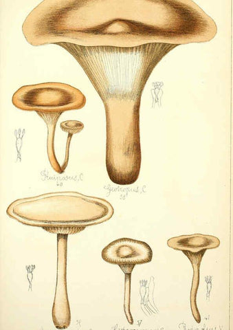 Reproducción/Reproduction 5974664175: Histoire naturelle des champignons comestibles et vénéneux Paris :C. Delagrave,1883