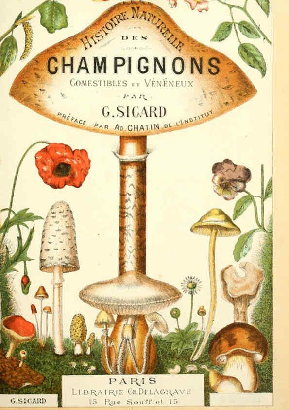 Reproducción/Reproduction 5974659441: Histoire naturelle des champignons comestibles et vénéneux Paris :C. Delagrave,1883
