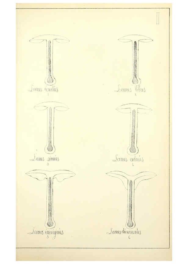 Reproducción/Reproduction 5974659805: Histoire naturelle des champignons comestibles et vénéneux Paris :C. Delagrave,1883