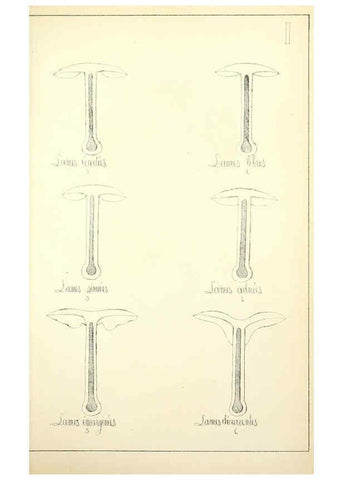 Reproducción/Reproduction 5974659805: Histoire naturelle des champignons comestibles et vénéneux Paris :C. Delagrave,1883