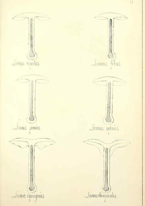 Reproducción/Reproduction 5974659805: Histoire naturelle des champignons comestibles et vénéneux Paris :C. Delagrave,1883