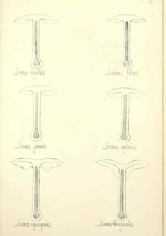 Reproducción/Reproduction 5974659805: Histoire naturelle des champignons comestibles et vénéneux Paris :C. Delagrave,1883