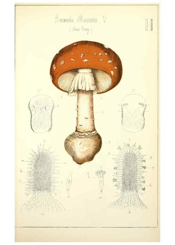 Reproducción/Reproduction 5975220504: Histoire naturelle des champignons comestibles et vénéneux Paris :C. Delagrave,1883