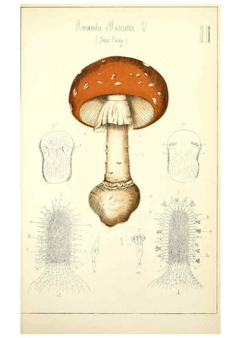 Reproducción/Reproduction 5975220504: Histoire naturelle des champignons comestibles et vénéneux Paris :C. Delagrave,1883