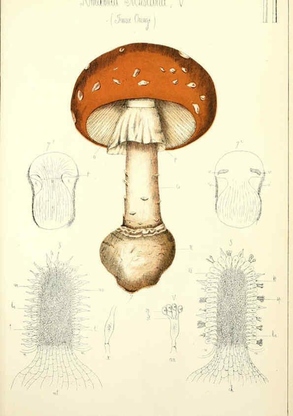 Reproducción/Reproduction 5975220504: Histoire naturelle des champignons comestibles et vénéneux Paris :C. Delagrave,1883