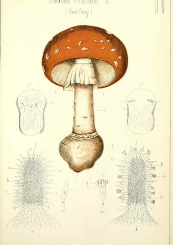 Reproducción/Reproduction 5975220504: Histoire naturelle des champignons comestibles et vénéneux Paris :C. Delagrave,1883