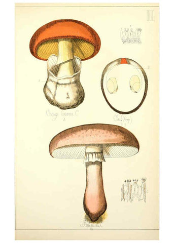 Reproducción/Reproduction 5975220942: Histoire naturelle des champignons comestibles et vénéneux Paris :C. Delagrave,1883