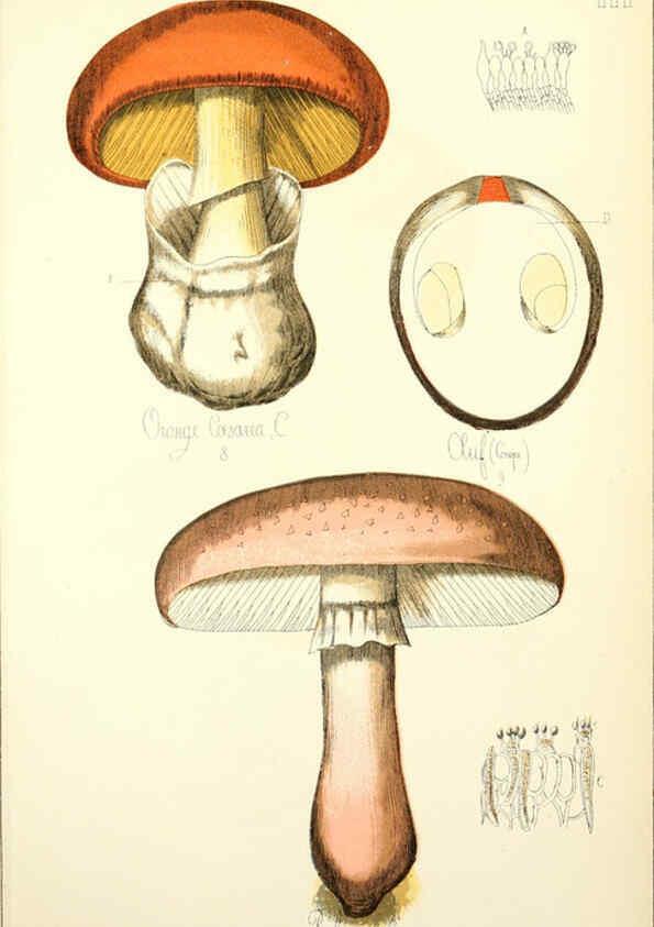 Reproducción/Reproduction 5975220942: Histoire naturelle des champignons comestibles et vénéneux Paris :C. Delagrave,1883