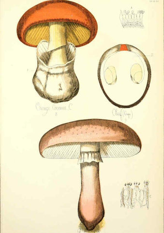 Reproducción/Reproduction 5975220942: Histoire naturelle des champignons comestibles et vénéneux Paris :C. Delagrave,1883