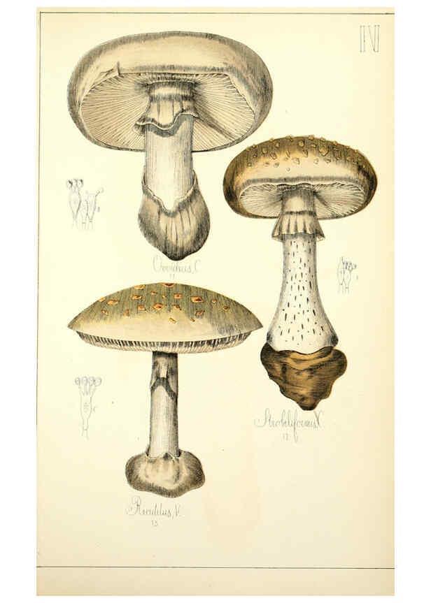 Reproducción/Reproduction 5974660811: Histoire naturelle des champignons comestibles et vénéneux Paris :C. Delagrave,1883