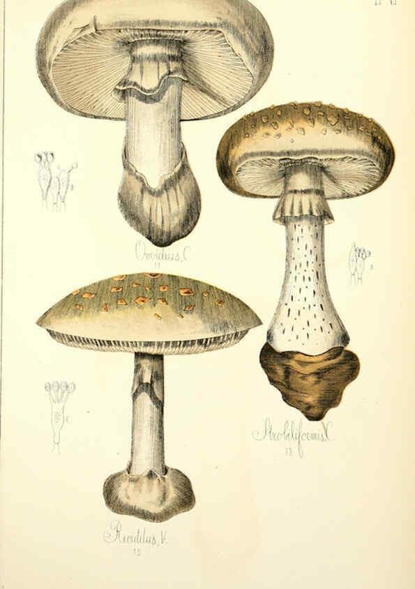 Reproducción/Reproduction 5974660811: Histoire naturelle des champignons comestibles et vénéneux Paris :C. Delagrave,1883