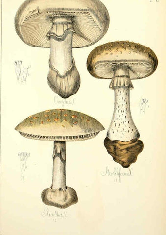 Reproducción/Reproduction 5974660811: Histoire naturelle des champignons comestibles et vénéneux Paris :C. Delagrave,1883