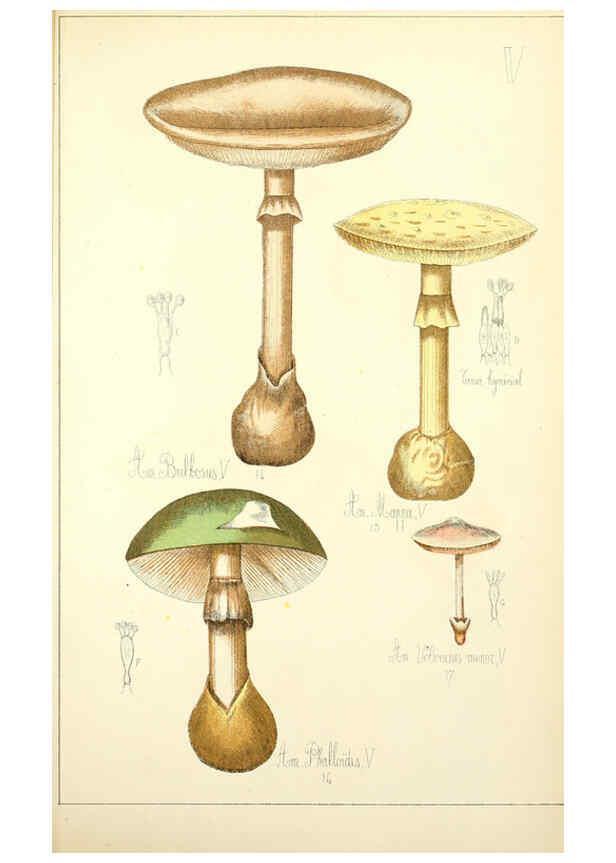 Reproducción/Reproduction 5974661239: Histoire naturelle des champignons comestibles et vénéneux Paris :C. Delagrave,1883