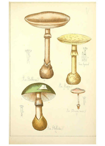 Reproducción/Reproduction 5974661239: Histoire naturelle des champignons comestibles et vénéneux Paris :C. Delagrave,1883