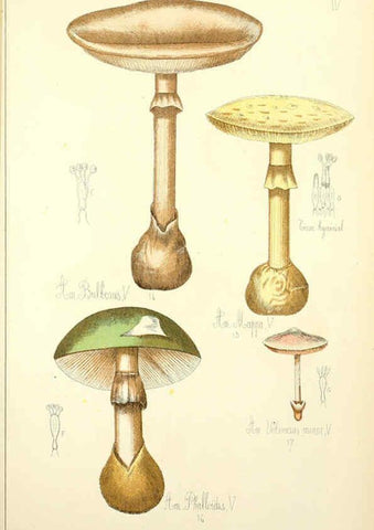 Reproducción/Reproduction 5974661239: Histoire naturelle des champignons comestibles et vénéneux Paris :C. Delagrave,1883