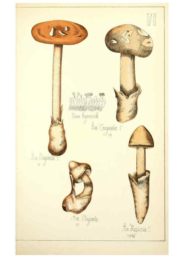 Reproducción/Reproduction 5974661701: Histoire naturelle des champignons comestibles et vénéneux Paris :C. Delagrave,1883