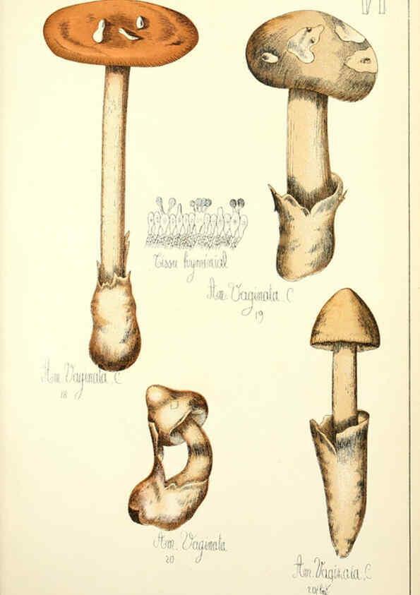 Reproducción/Reproduction 5974661701: Histoire naturelle des champignons comestibles et vénéneux Paris :C. Delagrave,1883