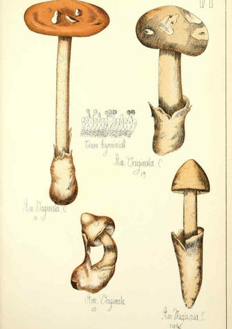 Reproducción/Reproduction 5974661701: Histoire naturelle des champignons comestibles et vénéneux Paris :C. Delagrave,1883
