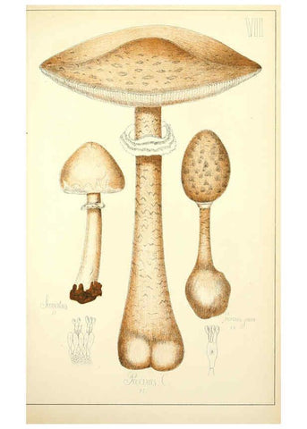 Reproducción/Reproduction 5975222412: Histoire naturelle des champignons comestibles et vénéneux Paris :C. Delagrave,1883