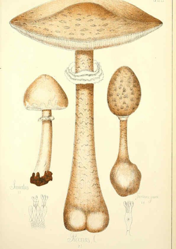 Reproducción/Reproduction 5975222412: Histoire naturelle des champignons comestibles et vénéneux Paris :C. Delagrave,1883