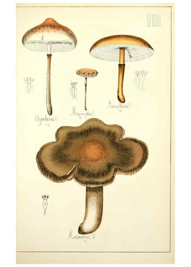 Reproducción/Reproduction 5975223094: Histoire naturelle des champignons comestibles et vénéneux Paris :C. Delagrave,1883