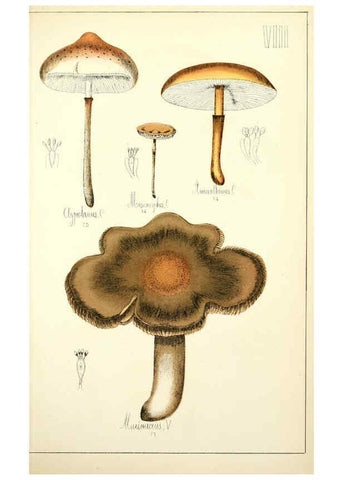 Reproducción/Reproduction 5975223094: Histoire naturelle des champignons comestibles et vénéneux Paris :C. Delagrave,1883