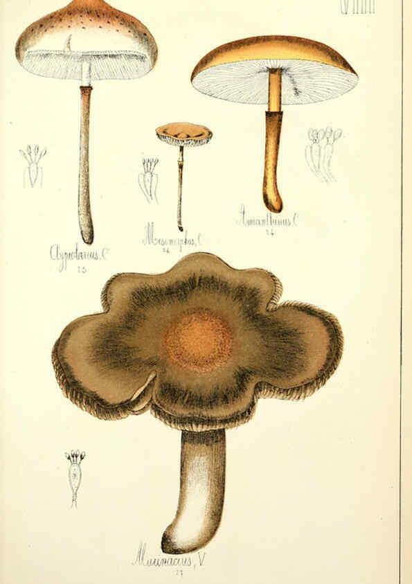 Reproducción/Reproduction 5975223094: Histoire naturelle des champignons comestibles et vénéneux Paris :C. Delagrave,1883