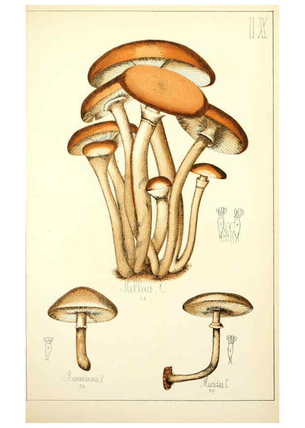 Reproducción/Reproduction 5974663195: Histoire naturelle des champignons comestibles et vénéneux Paris :C. Delagrave,1883