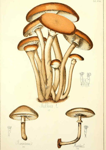 Reproducción/Reproduction 5974663195: Histoire naturelle des champignons comestibles et vénéneux Paris :C. Delagrave,1883