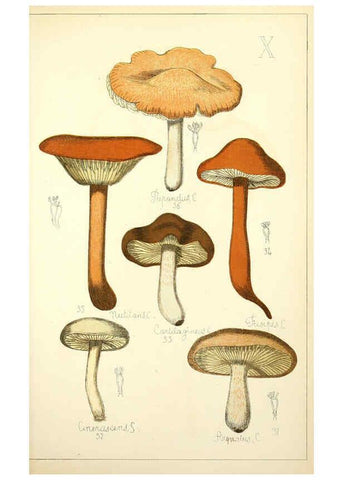Reproducción/Reproduction 5974663867: Histoire naturelle des champignons comestibles et vénéneux Paris :C. Delagrave,1883