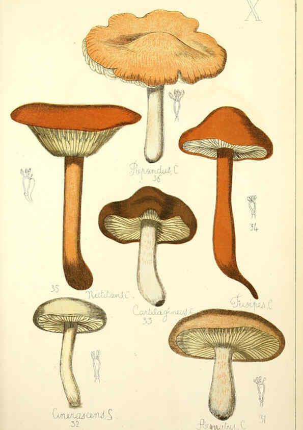 Reproducción/Reproduction 5974663867: Histoire naturelle des champignons comestibles et vénéneux Paris :C. Delagrave,1883