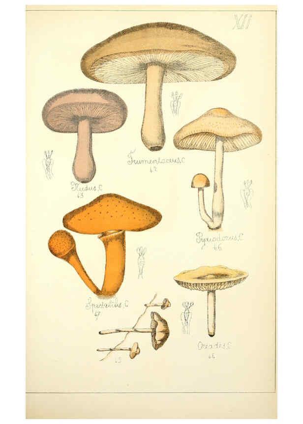 Reproducción/Reproduction 5974664879: Histoire naturelle des champignons comestibles et vénéneux Paris :C. Delagrave,1883