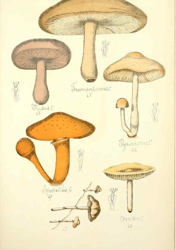 Reproducción/Reproduction 5974664879: Histoire naturelle des champignons comestibles et vénéneux Paris :C. Delagrave,1883