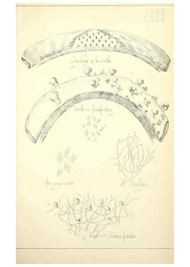 Reproducción/Reproduction 5975250818: Histoire naturelle des champignons comestibles et vénéneux Paris :C. Delagrave,1883