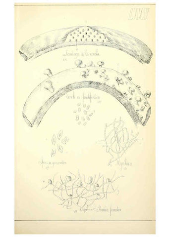 Reproducción/Reproduction 5975250818: Histoire naturelle des champignons comestibles et vénéneux Paris :C. Delagrave,1883