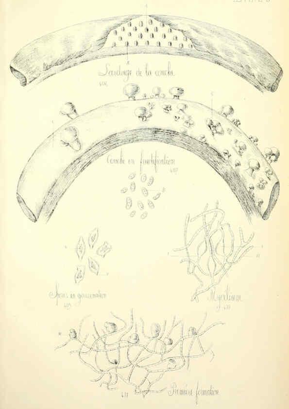 Reproducción/Reproduction 5975250818: Histoire naturelle des champignons comestibles et vénéneux Paris :C. Delagrave,1883