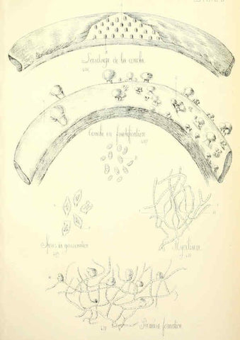 Reproducción/Reproduction 5975250818: Histoire naturelle des champignons comestibles et vénéneux Paris :C. Delagrave,1883