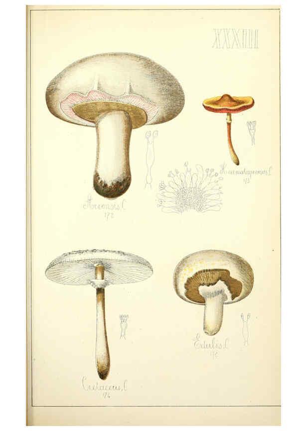 Reproducción/Reproduction 5975233856: Histoire naturelle des champignons comestibles et vénéneux Paris :C. Delagrave,1883