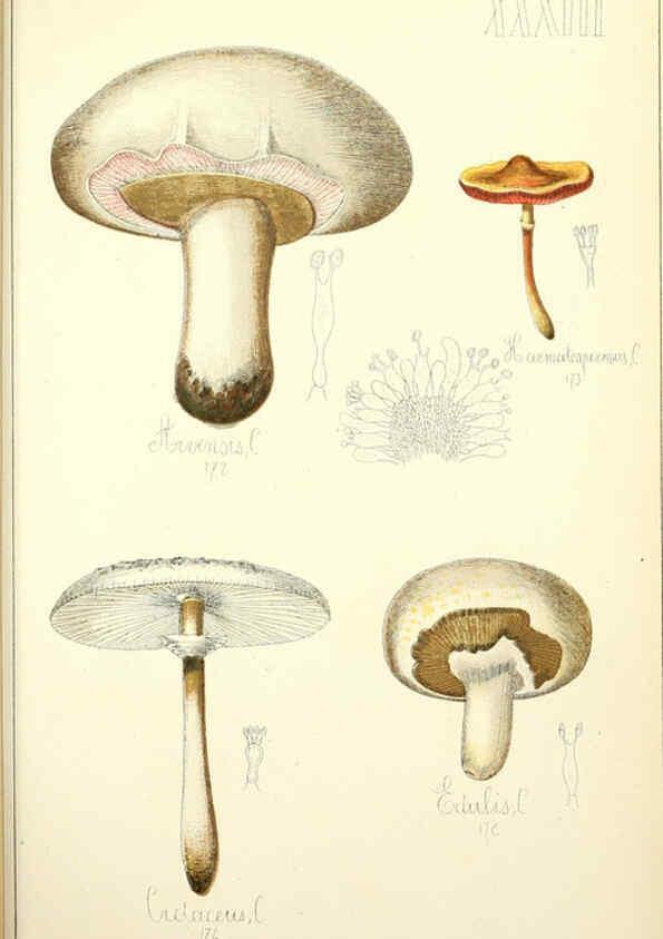 Reproducción/Reproduction 5975233856: Histoire naturelle des champignons comestibles et vénéneux Paris :C. Delagrave,1883