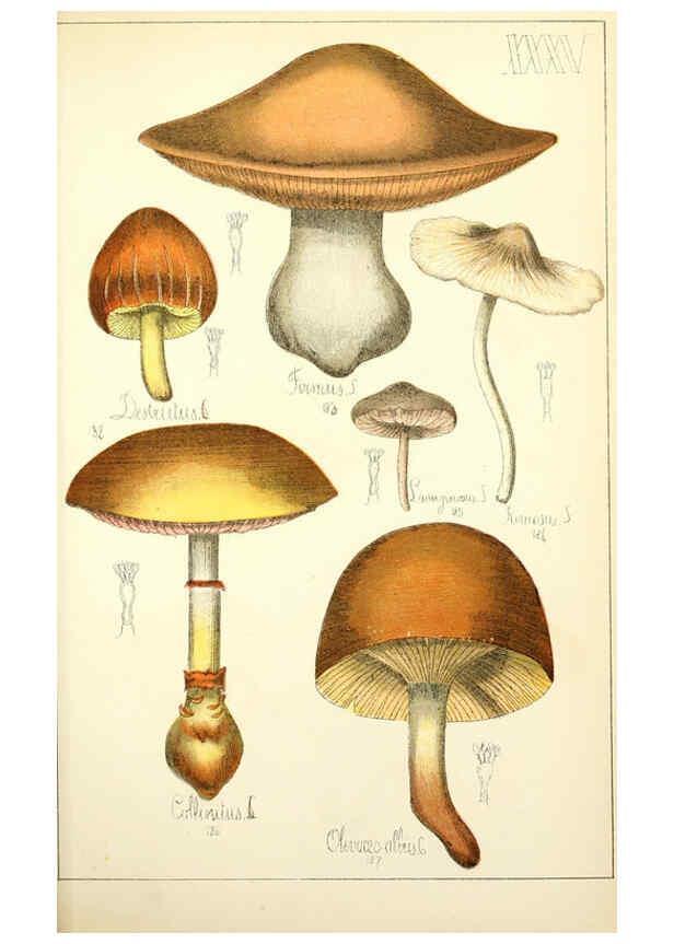 Reproducción/Reproduction 5974674159: Histoire naturelle des champignons comestibles et vénéneux Paris :C. Delagrave,1883