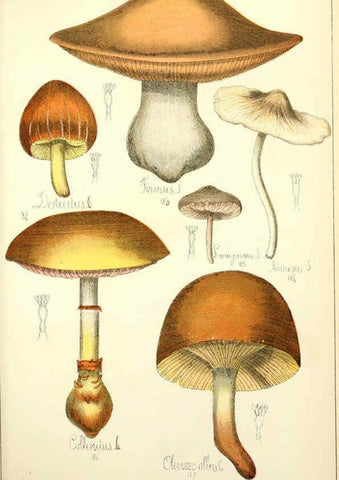 Reproducción/Reproduction 5974674159: Histoire naturelle des champignons comestibles et vénéneux Paris :C. Delagrave,1883
