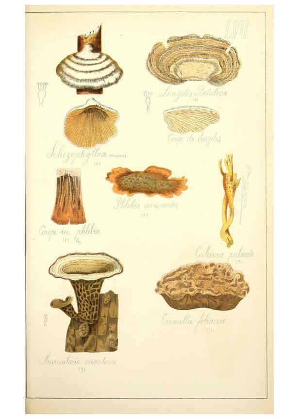 Reproducción/Reproduction 5974683041: Histoire naturelle des champignons comestibles et vénéneux Paris :C. Delagrave,1883