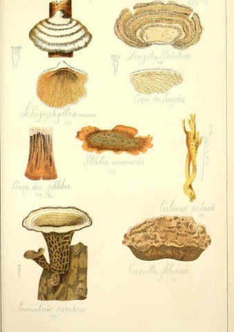 Reproducción/Reproduction 5974683041: Histoire naturelle des champignons comestibles et vénéneux Paris :C. Delagrave,1883