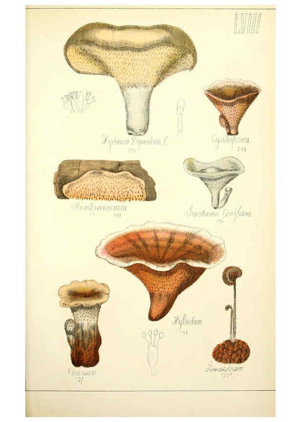Reproducción/Reproduction 5975243816: Histoire naturelle des champignons comestibles et vénéneux Paris :C. Delagrave,1883