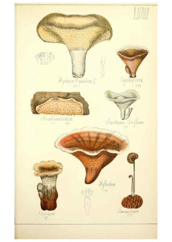 Reproducción/Reproduction 5975243816: Histoire naturelle des champignons comestibles et vénéneux Paris :C. Delagrave,1883